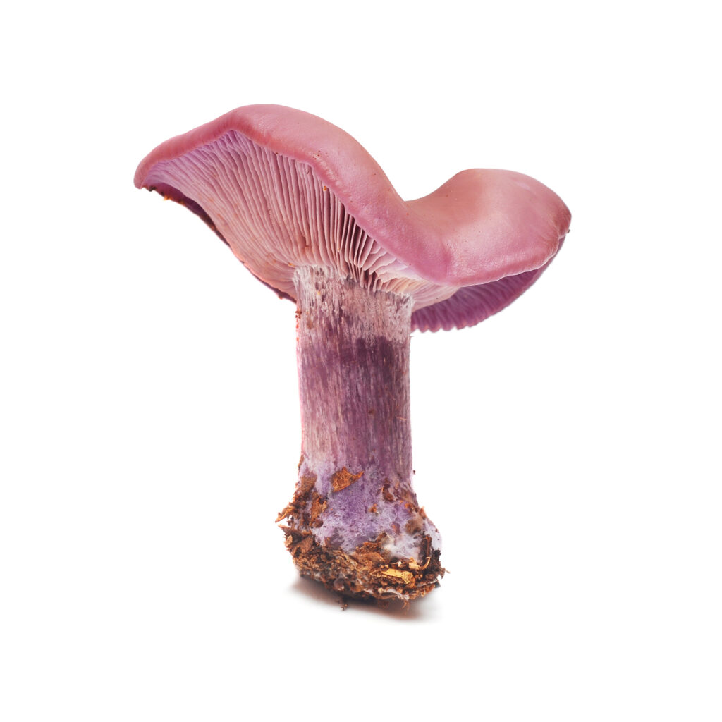 Acheter Mycélium Pied-Bleu (Lepista Nuda) – La Mycosphère