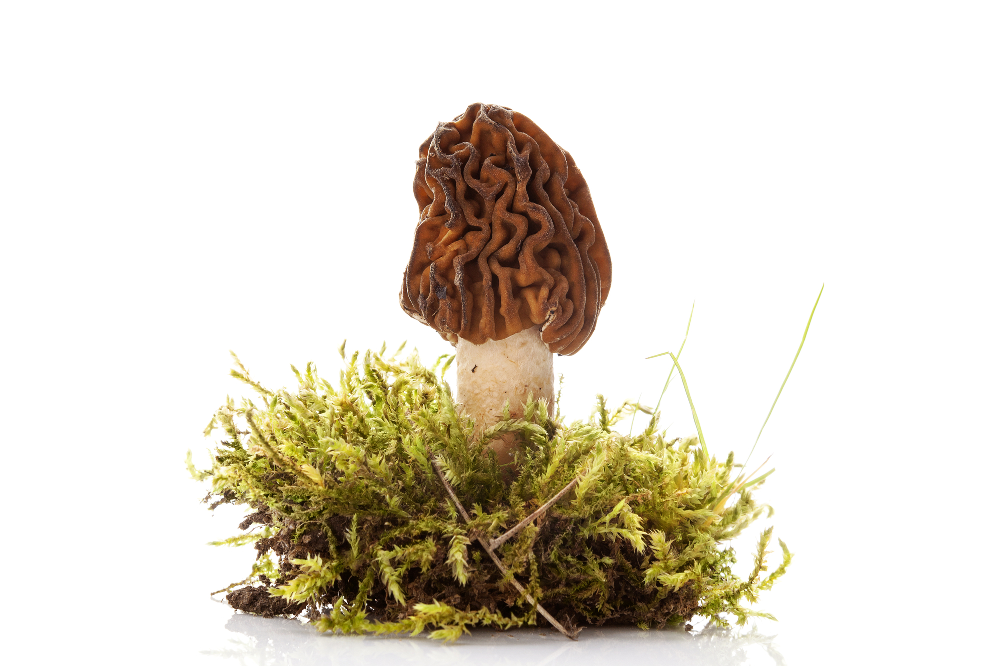 Verpe de bohème MYCELIO